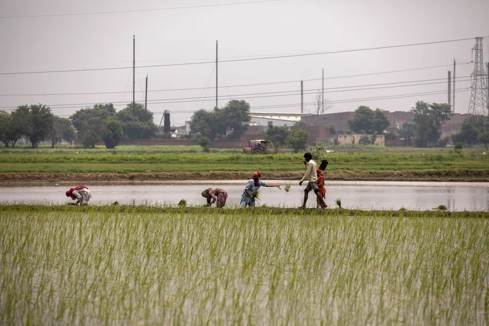 Petani India Genjot Penanaman Padi dan Biji Minyak Mulai 27 Juni